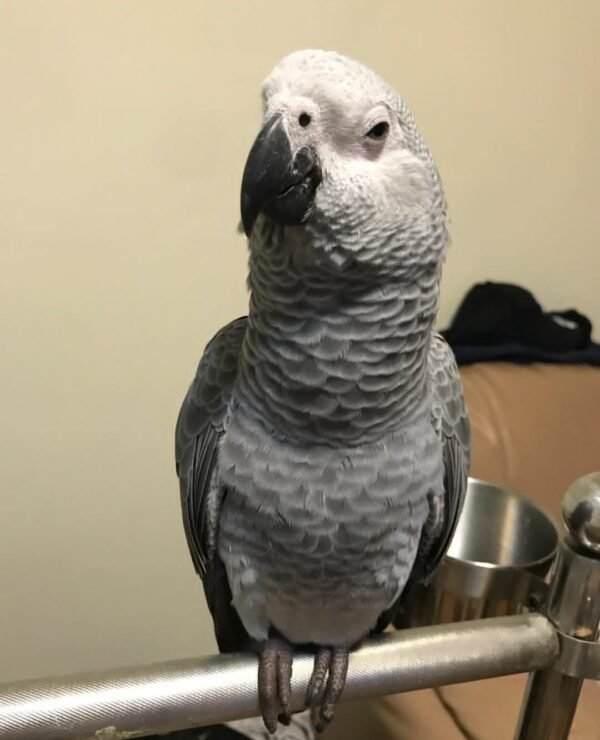 African Grey Timneh Parrots African Grey Timneh Parrot
