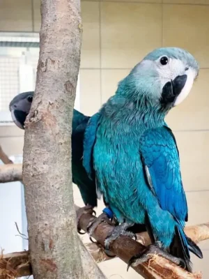 lovely Spix's Macaw parrots for sale