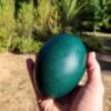 Emu Eggs for sale