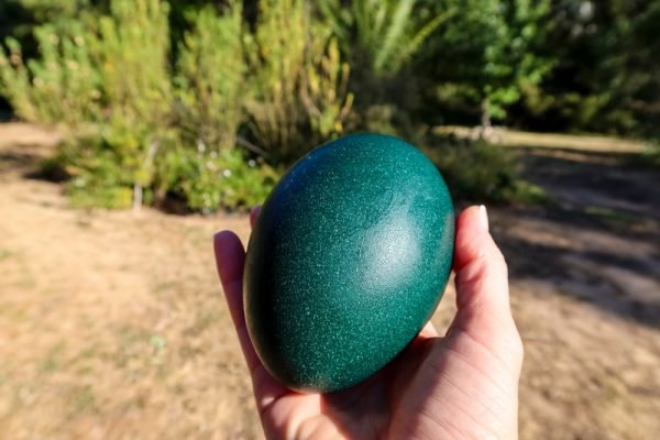 Emu Eggs for sale
