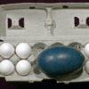Emu Eggs for sale
