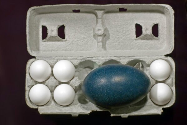 Emu Eggs for sale