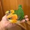 Caique Baby Parrots