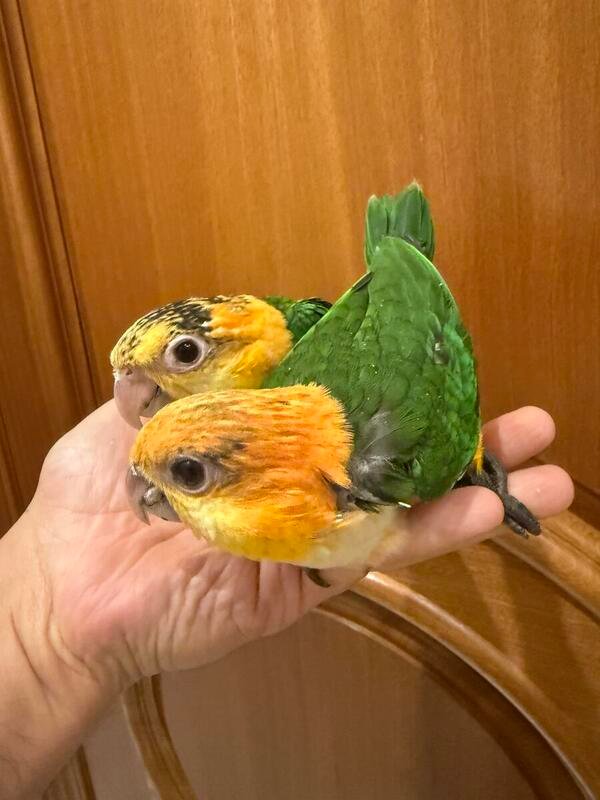 Caique Baby Parrots