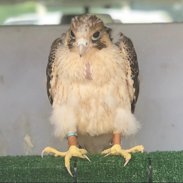 Adorable Falcon Birds for sale