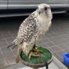 Adorable Falcon Birds for sale