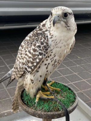 Adorable Falcon Birds for sale