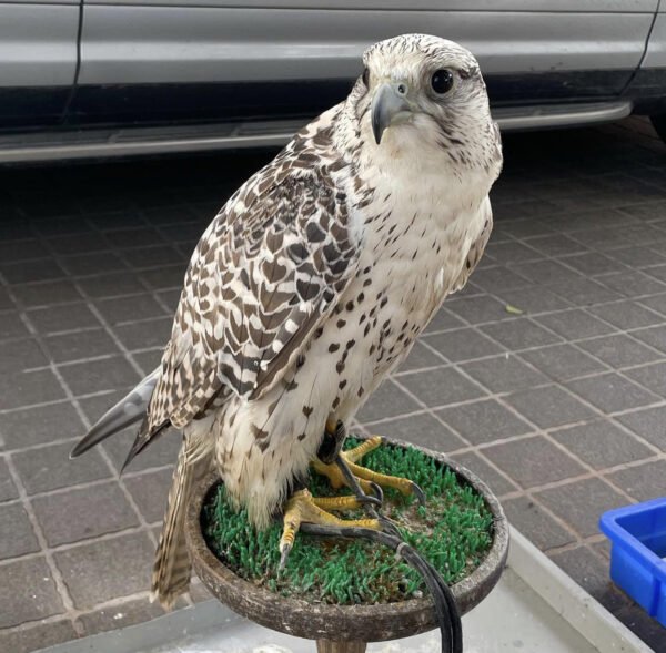Adorable Falcon Birds for sale