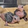 White Bellied Caiques
