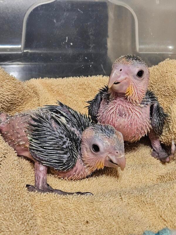 White Bellied Caiques