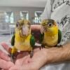 White Bellied Caiques