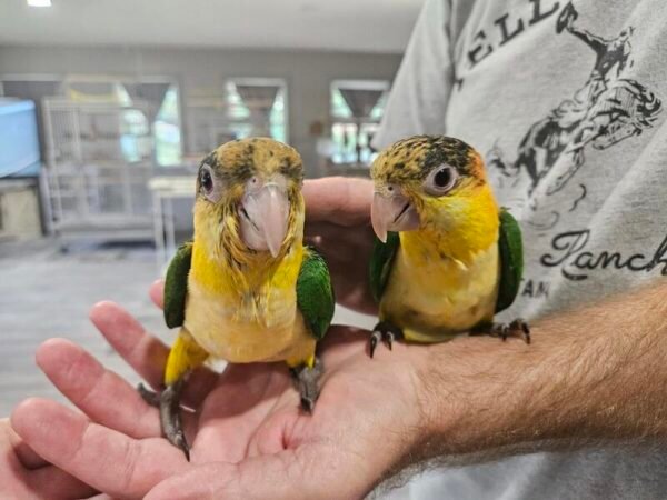 White Bellied Caiques