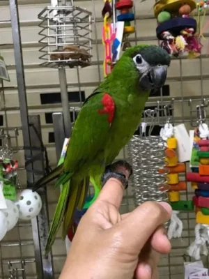 Hahns Macaw for Sale