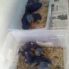 Buy Hyacinth Macaw Parrots Buy Hyacinth Macaw Parrots