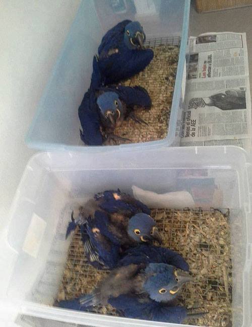 Buy Hyacinth Macaw Parrots Buy Hyacinth Macaw Parrots