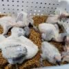 Buy Hyacinth Macaw Parrots Buy Hyacinth Macaw Parrots