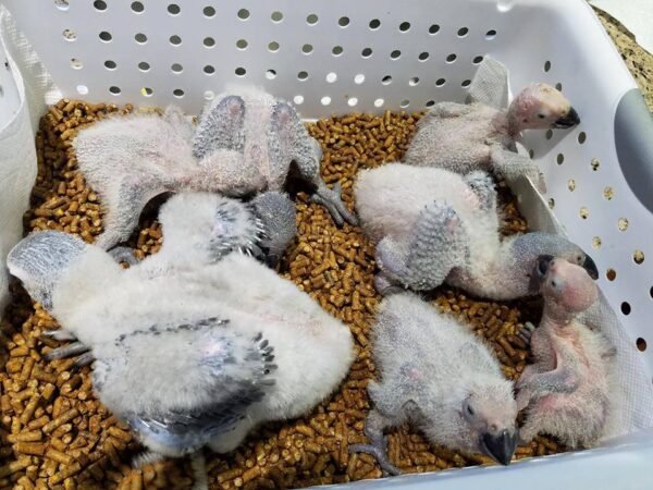 Buy Hyacinth Macaw Parrots Buy Hyacinth Macaw Parrots