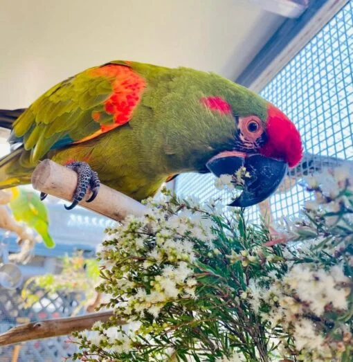 Red Crowned Amazon Parrot for Sale