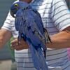Hyacinth Macaw Parrots for Sell