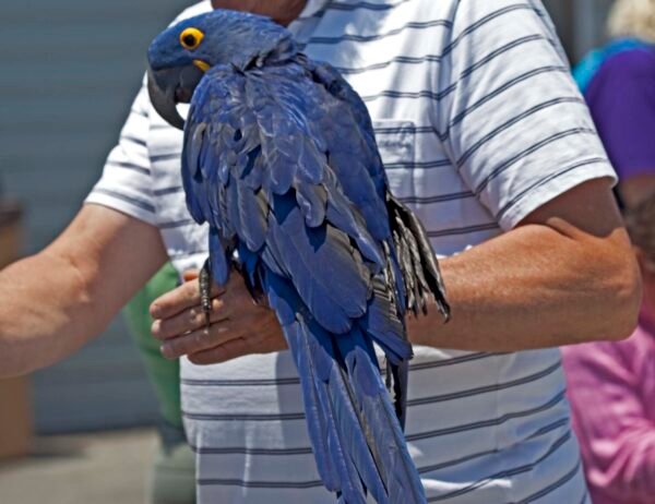 Hyacinth Macaw Parrots for Sell