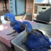 Buy Hyacinth Macaw Parrots Buy Hyacinth Macaw Parrots