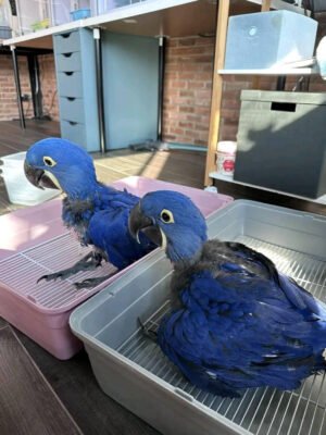 Buy Hyacinth Macaw Parrots