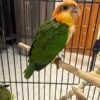 Caique Baby Parrots