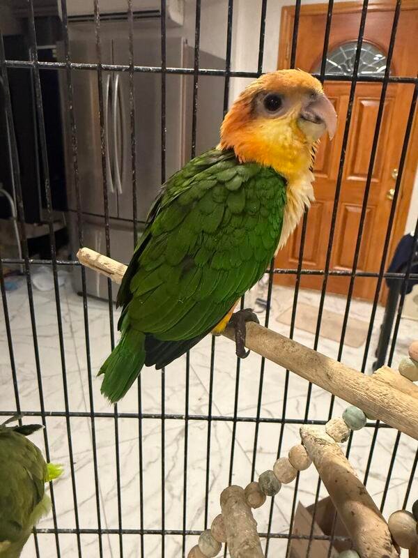 Caique Baby Parrots