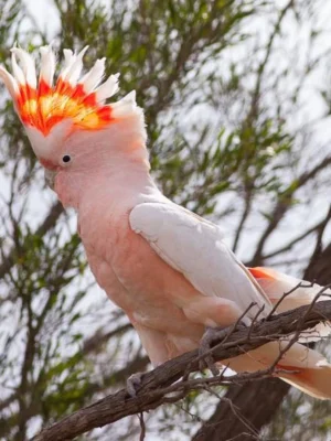 Rose Breasted Cockatoo for Sale