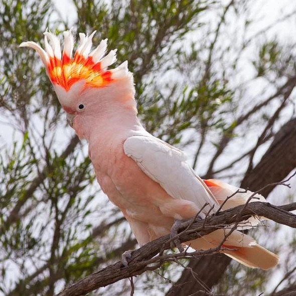 Rose Breasted Cockatoo for Sale