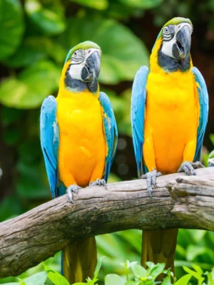 Blue and Yellow Macaw Parrots for Sale