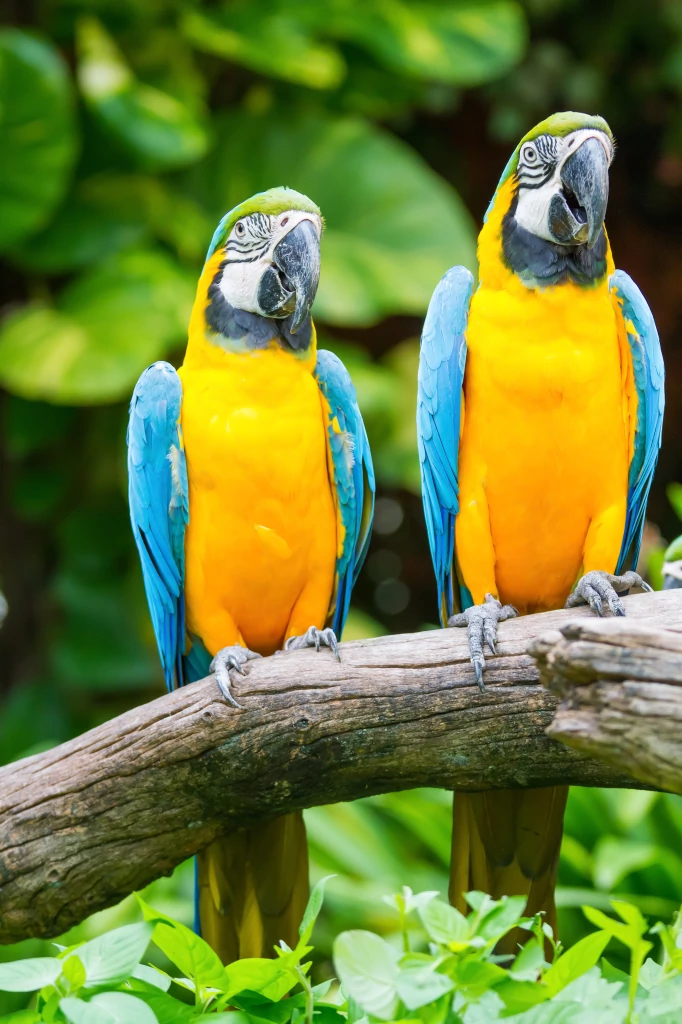 Blue and Yellow Macaw Parrots for Sale