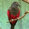 Pesquet’s Parrot for adoption Pesquet’s Parrot for adoption