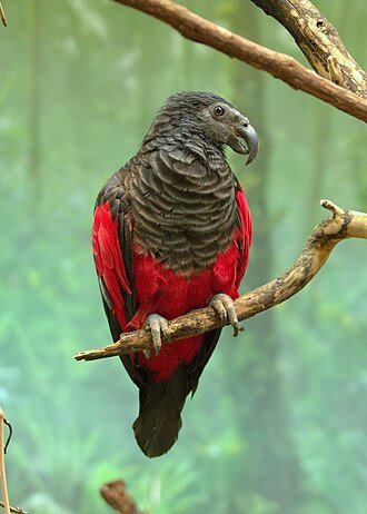 Pesquet’s Parrot for adoption Pesquet’s Parrot for adoption