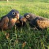 Male and Female Pionus Parrot for Sale