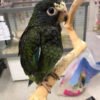 Male and Female Pionus Parrot for Sale