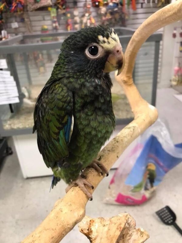 Male and Female Pionus Parrot for Sale