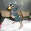 Male and Female Pionus Parrot for Sale