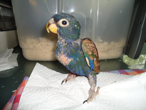 Male and Female Pionus Parrot for Sale