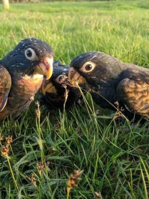 Male and Female Pionus Parrot for Sale