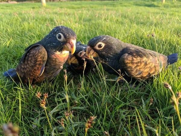 Male and Female Pionus Parrot for Sale