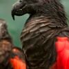 Pesquet’s Parrot for adoption Pesquet’s Parrot for adoption