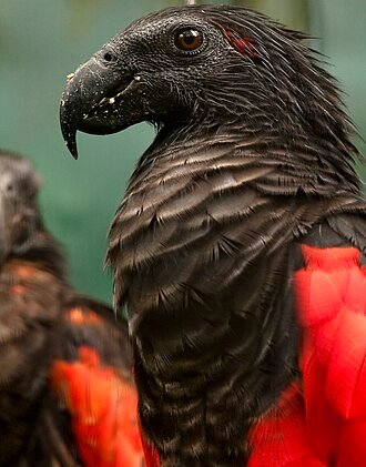 Pesquet’s Parrot for adoption Pesquet’s Parrot for adoption