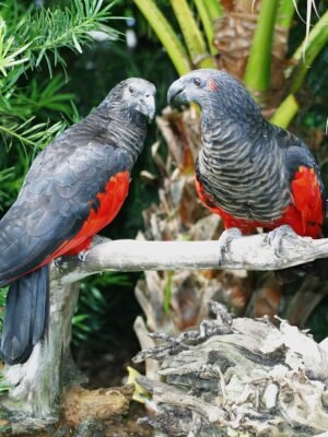 Pesquet’s Parrot for adoption