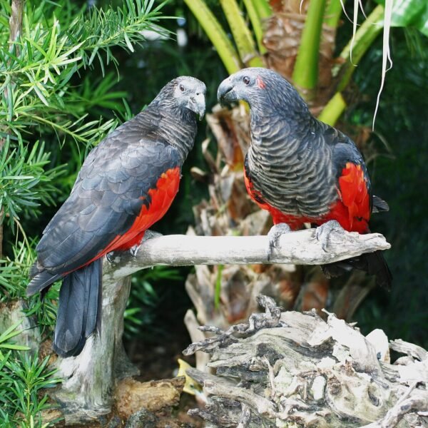Pesquet’s Parrot for adoption Pesquet’s Parrot for adoption
