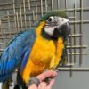QQ Blue and Gold Macaw for Sale | MALE / FEMALE