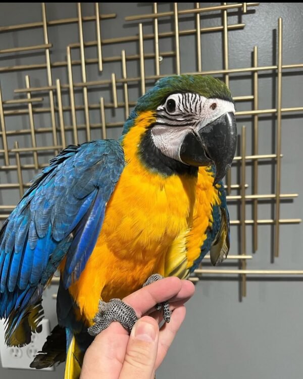 QQ Blue and Gold Macaw for Sale | MALE / FEMALE