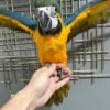 Blue and Gold Macaw for Sale | MALE Blue and Gold Macaw for Sale | MALE