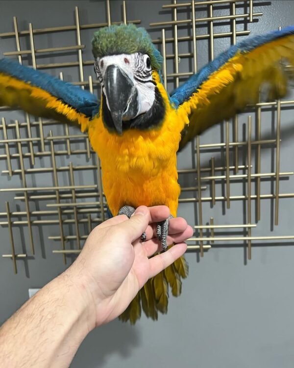 Blue and Gold Macaw for Sale | MALE Blue and Gold Macaw for Sale | MALE