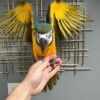 Blue and Gold Macaw for Sale | MALE Blue and Gold Macaw for Sale | MALE